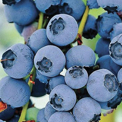 Blueberry Powderblue