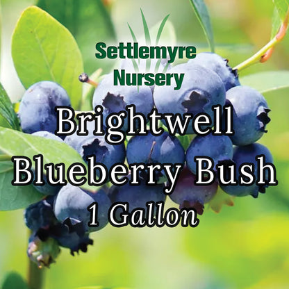 Blueberry Brightwell 1 Gallon