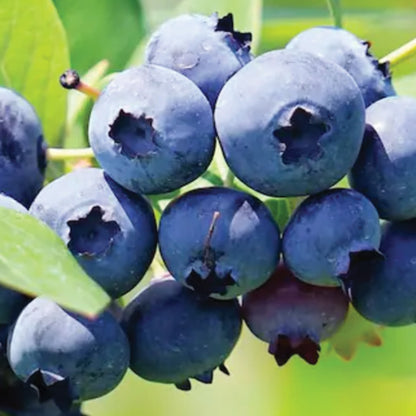 Blueberry Brightwell 1 Gallon