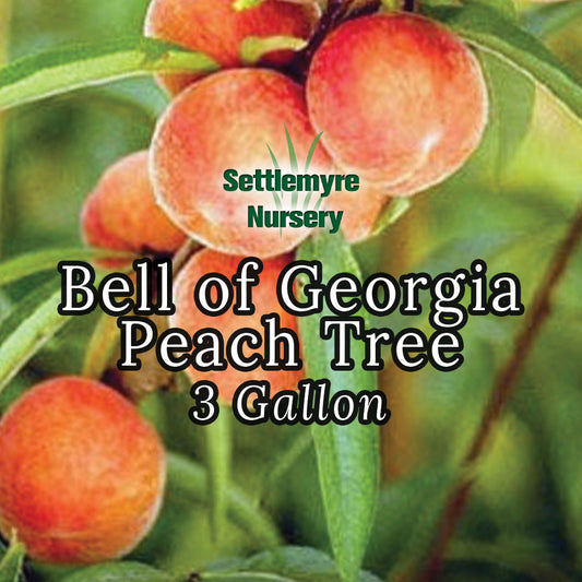 Peach Tree Belle of Georgia 3 Gallon