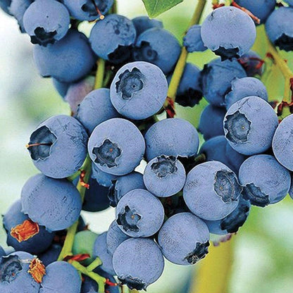 Blueberry Powderblue