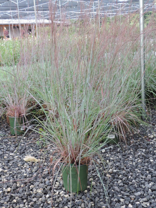 Grass Standing Ovation Bluestem 1 Gallon