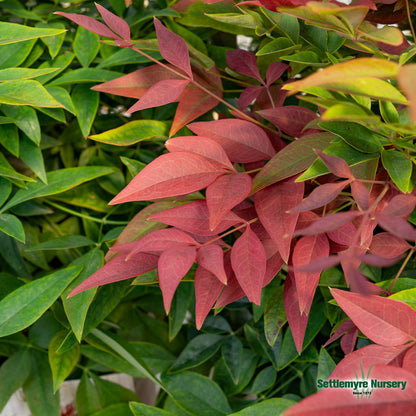 Nandina Obsession