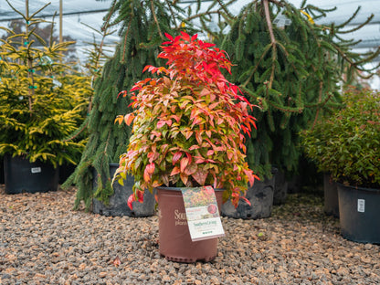 Blush Pink Nandina