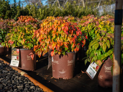 Blush Pink Nandina