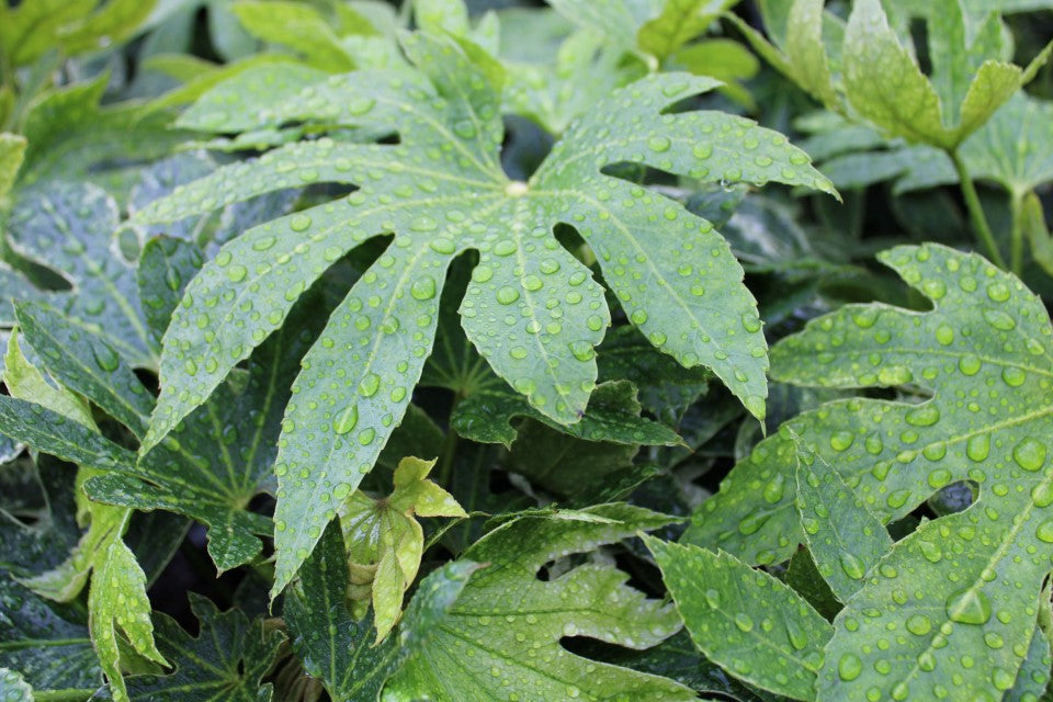 Fatsia Shade 6.5