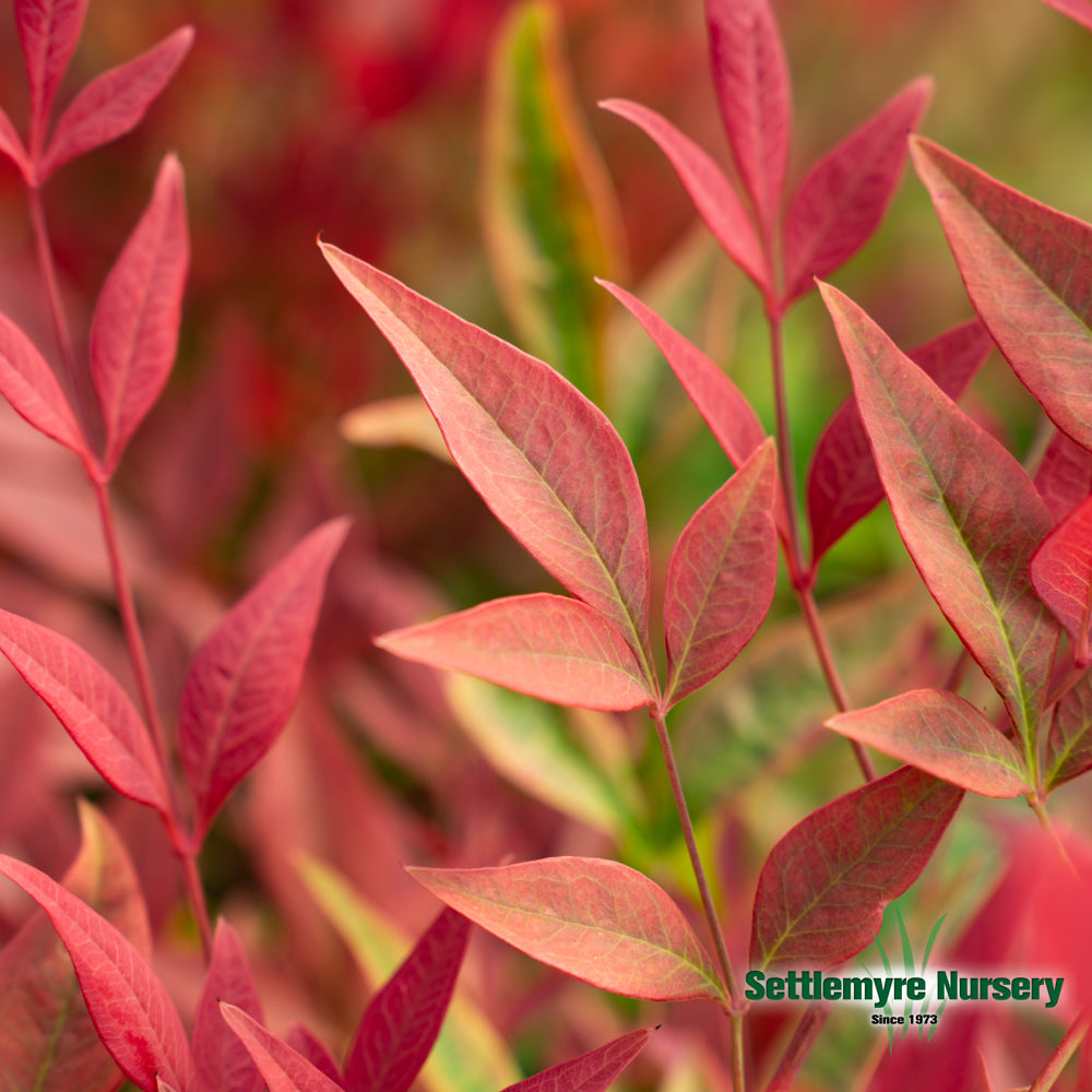 Nandina Obsession