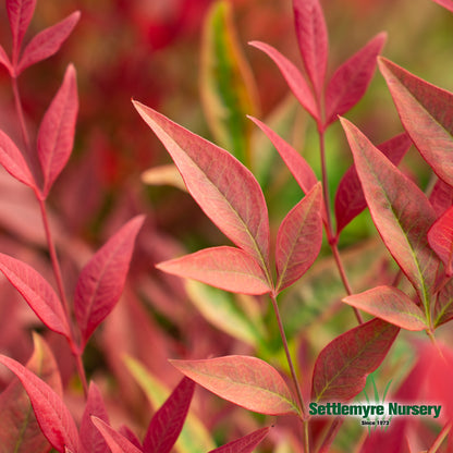 Nandina Obsession