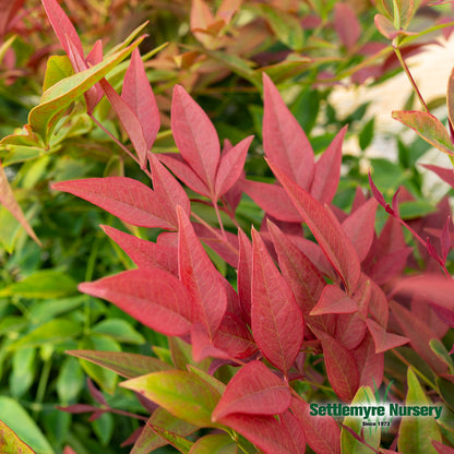 Nandina Obsession