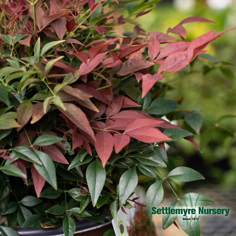 Nandina Obsession