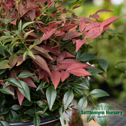 Nandina Obsession