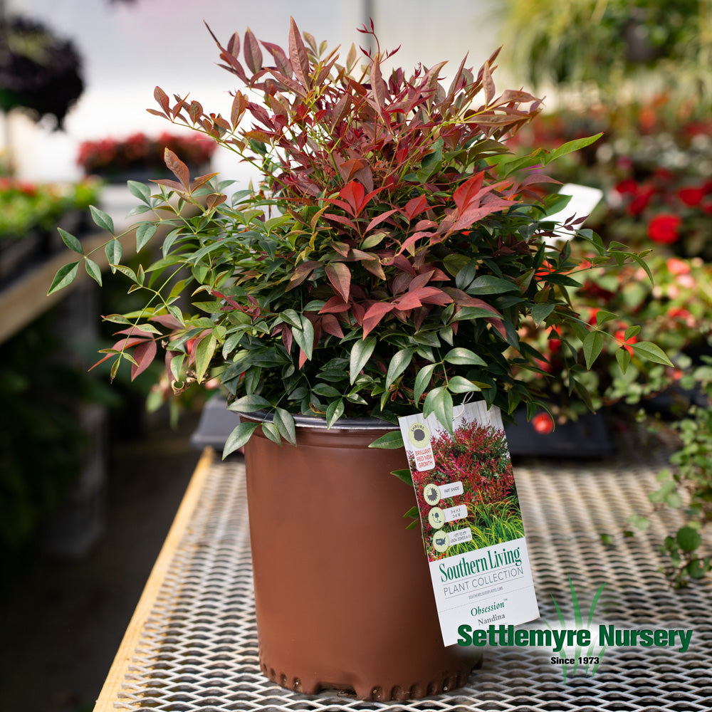 Nandina Obsession