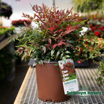 Nandina Obsession