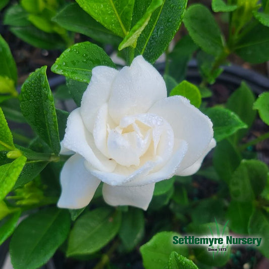 Gardenia Big Beauty 3 Gallon