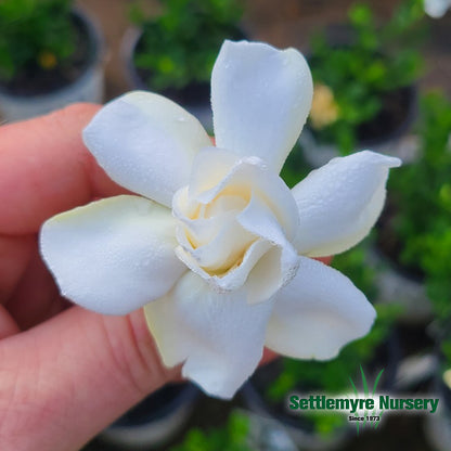 Gardenia Big Beauty 3 Gallon
