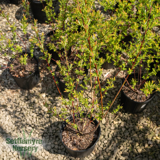 Dappled Willow