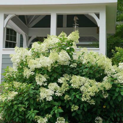 Hydrangea BoBo