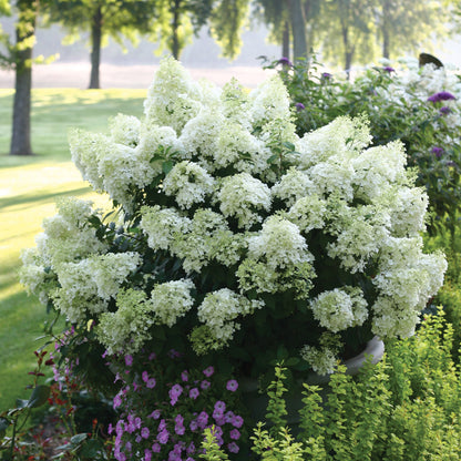 Hydrangea BoBo
