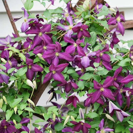 Clematis Happy Jack 2 Gallon Proven Winners