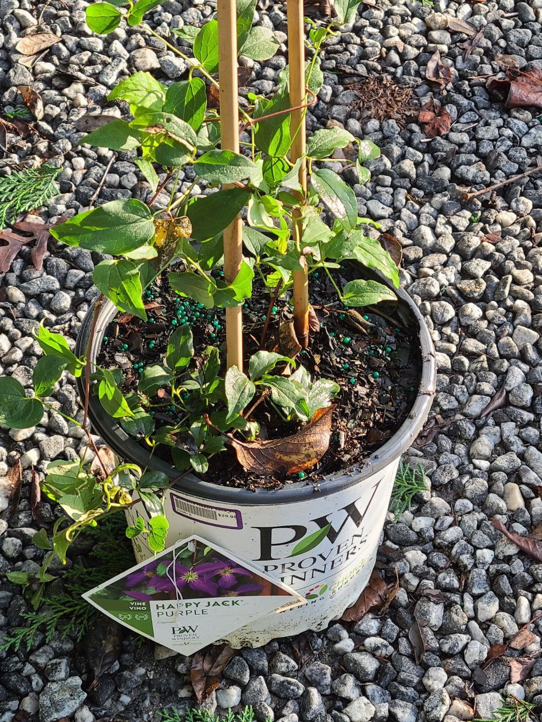 Clematis Happy Jack 2 Gallon Proven Winners