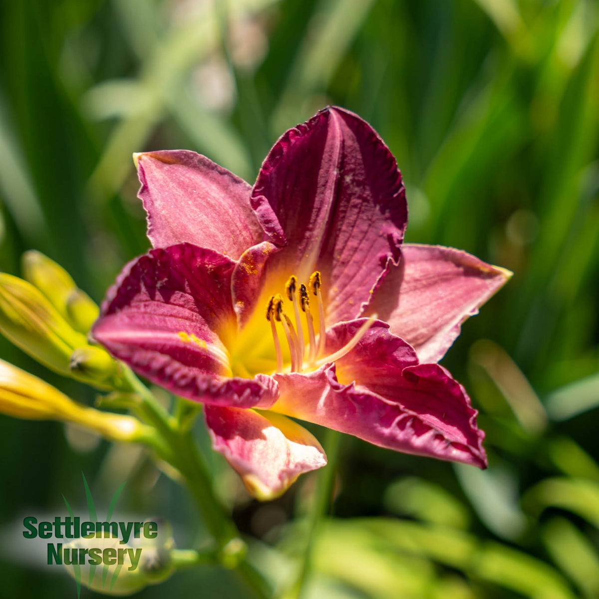 Daylily Assorted  1 Gallon