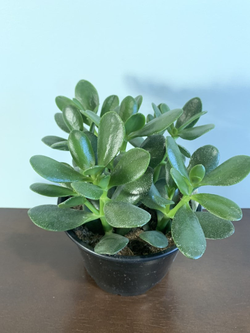 House Jade 4