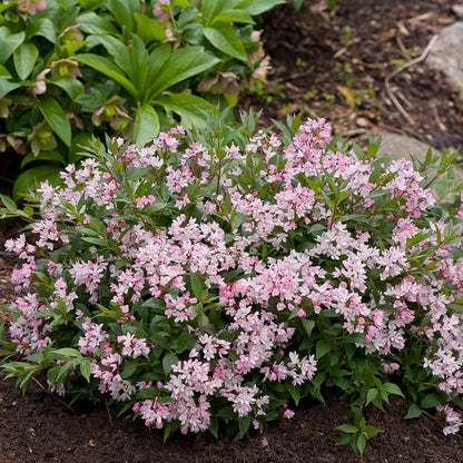 Deutzia Yuki Cherry Blossom 2 Gallon Proven Winners