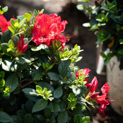 Azalea Perfecto RED 2 Gallon Proven Winners