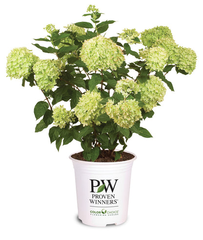 Little Lime Hydrangea