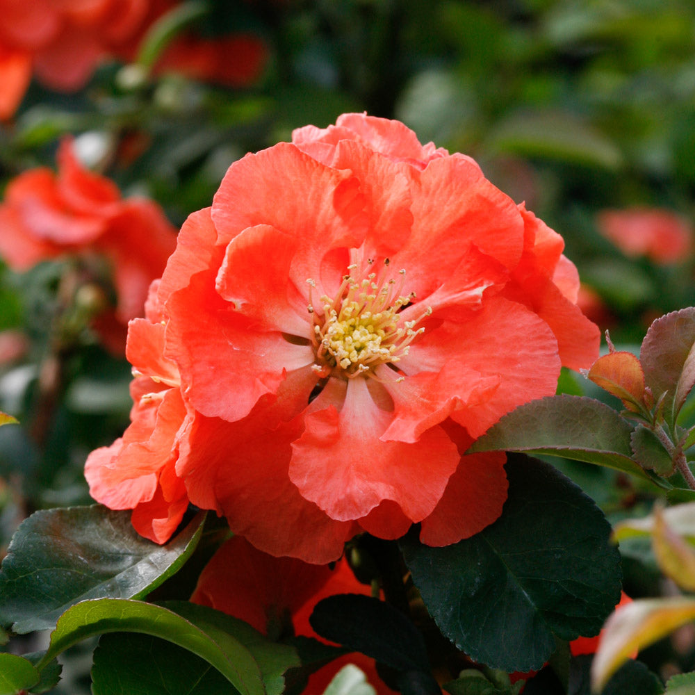 Double Take® Peach Quince 2 Gallon