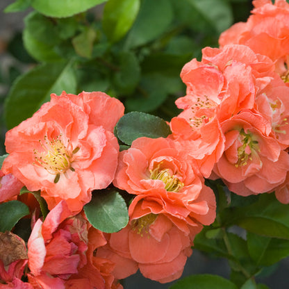 Double Take® Peach Quince 2 Gallon
