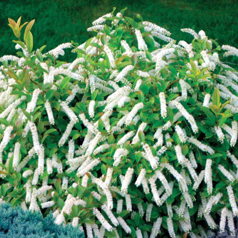 Itea Little Henry 2 Gallon Proven Winners
