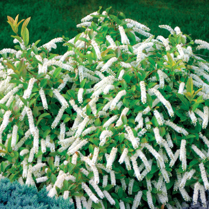Itea Little Henry 2 Gallon Proven Winners