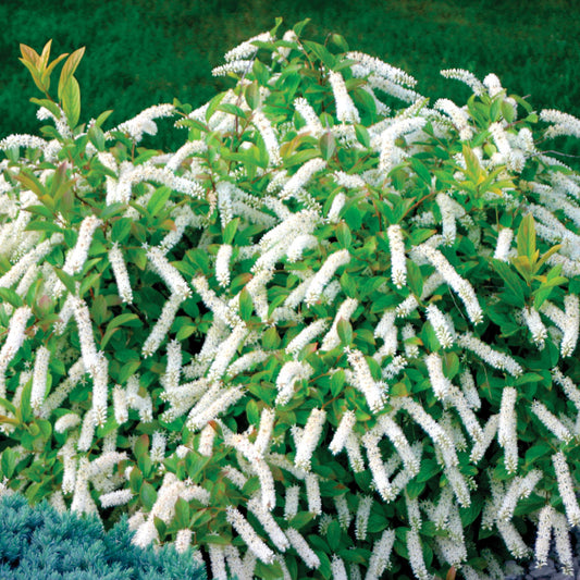 Itea Little Henry 2 Gallon Proven Winners