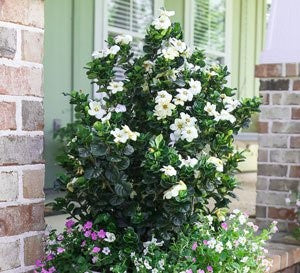 Gardenia Diamond Spire
