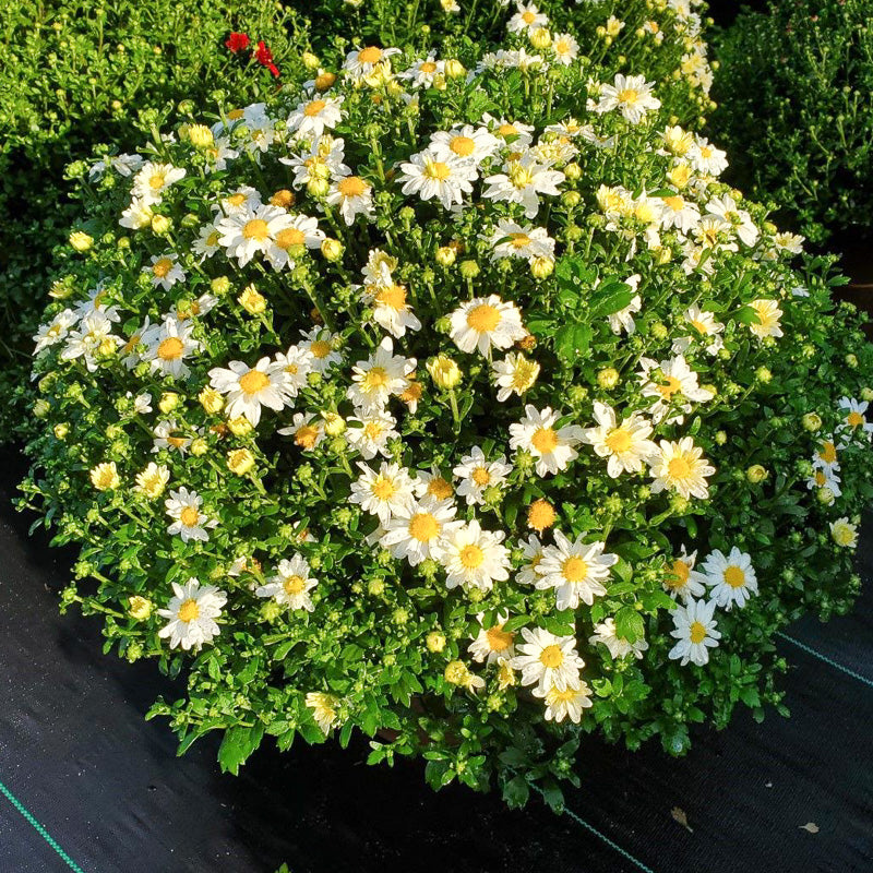 Mum Jacqueline Pearl 12"