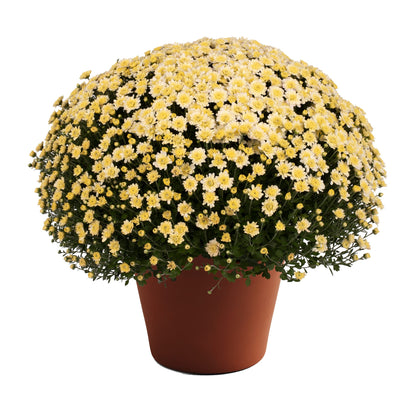 Mum Jacqueline Pearl 12"
