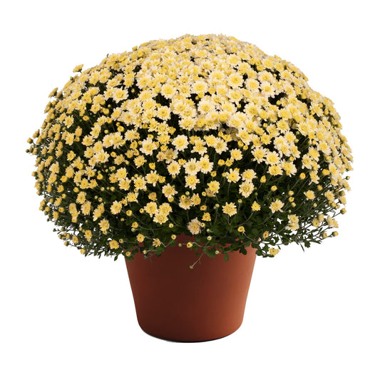 Mum Jacqueline Pearl 12"