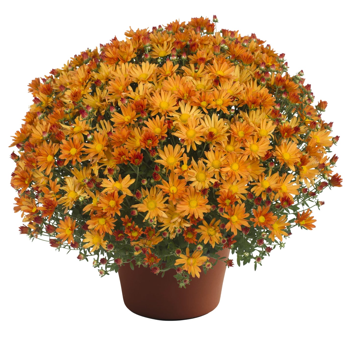 Mum Tracy Orange 12"