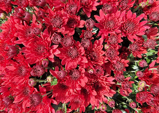 Mum Red 8