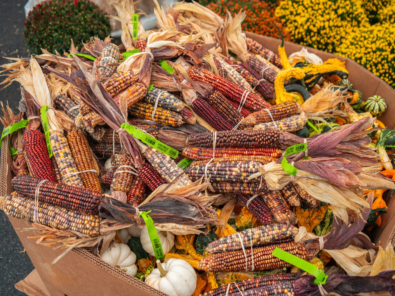 Indian Corn Bunch