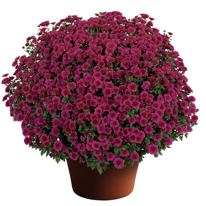 Mum Rhonda Purple 12"