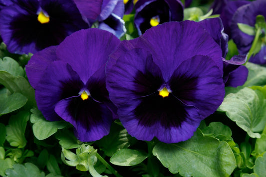 Pansy Majestic Purple Blotch