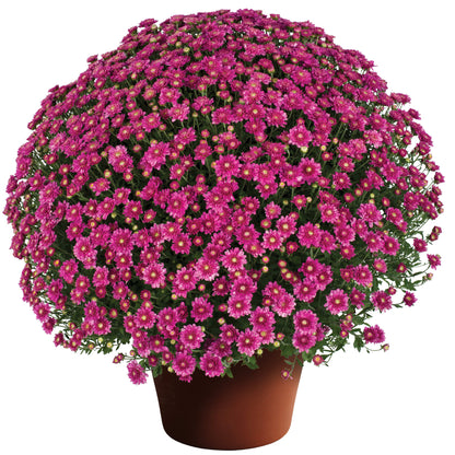 Mum Chelsey Pink 12