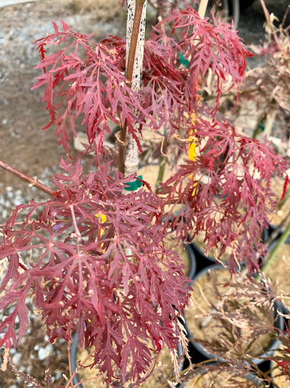 Crimson Queen Japanese Maple
