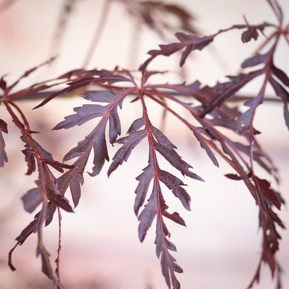 Crimson Queen Japanese Maple