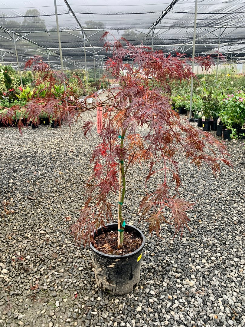 Crimson Queen Japanese Maple