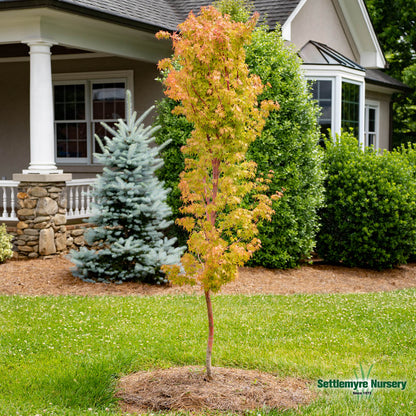 Japanese Maple Coral Bark
