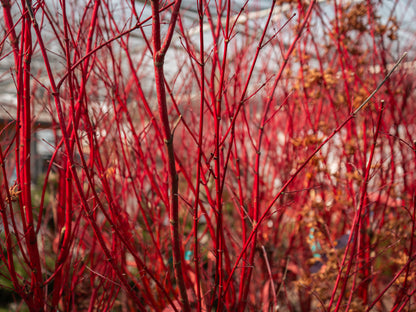 Japanese Maple Coral Bark