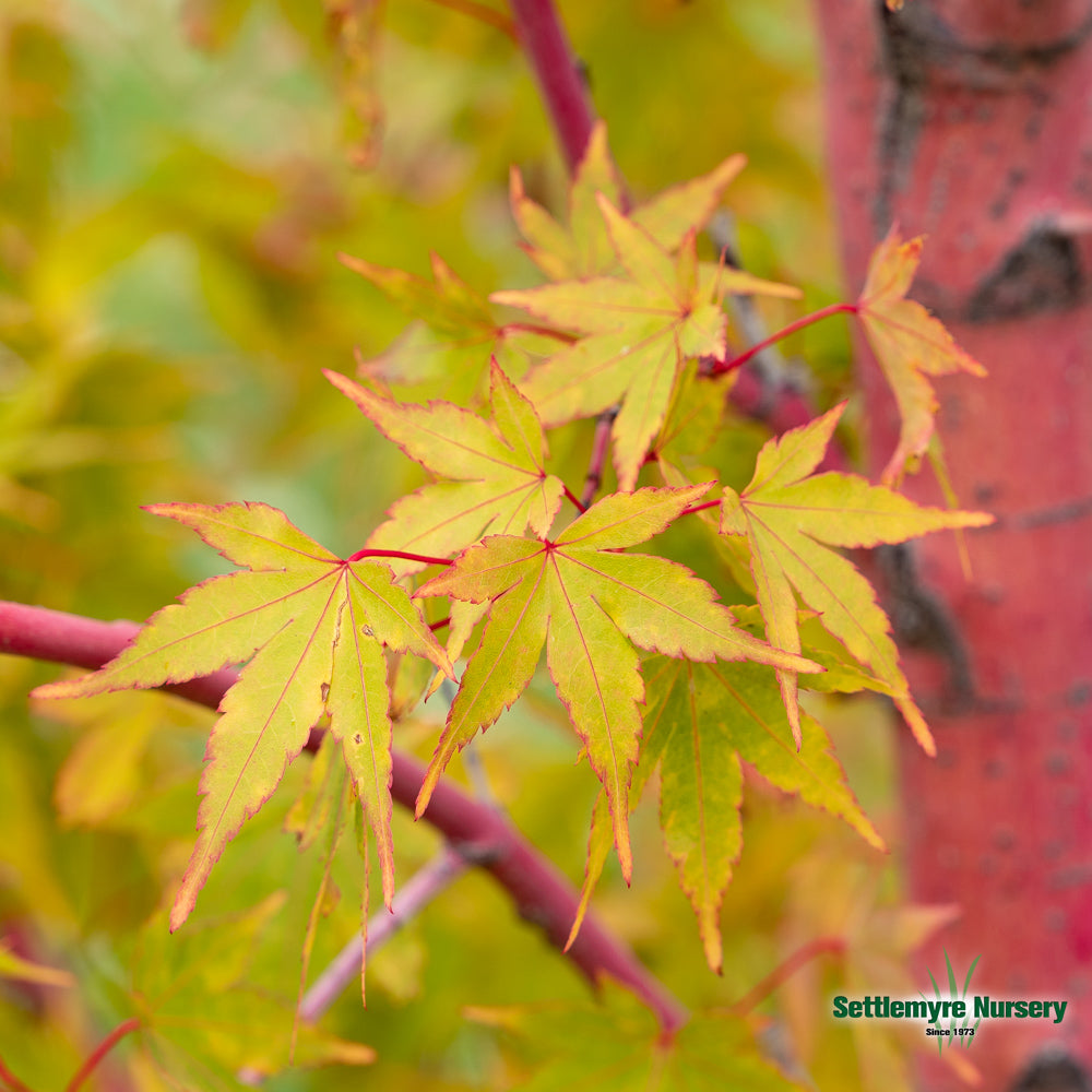 Japanese Maple Coral Bark